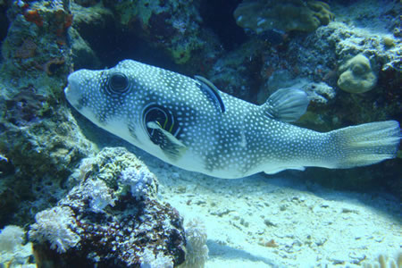 tetrodon etoile